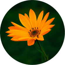 Why Choose JMK Florist 2